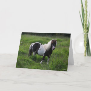Shetland Pony Stallion in grass Kaart