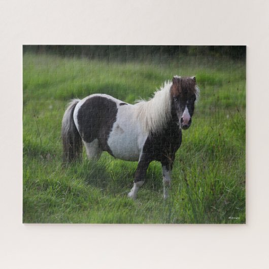 Shetland Pony Stallion in grass Legpuzzel (Horizontaal)