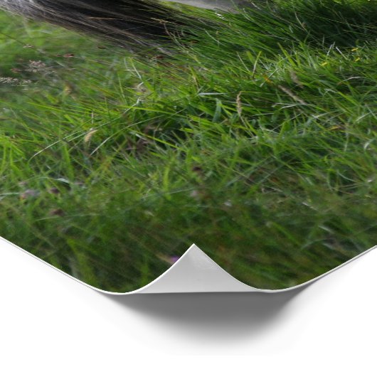 Shetland Pony Stallion in grass Poster (Hoek)