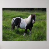 Shetland Pony Stallion in grass Poster (Voorkant)