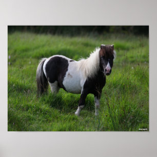 Shetland Pony Stallion in grass Poster