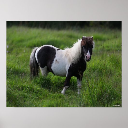 Shetland Pony Stallion in grass Poster (Voorkant)