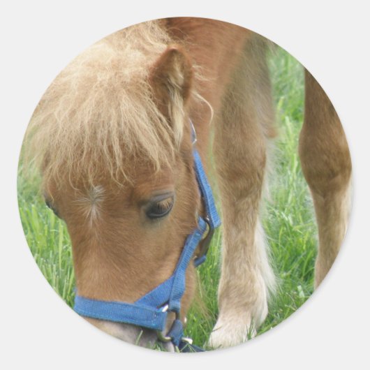 Shetland Pony-Stickers Ronde Sticker (Voorkant)
