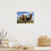 Shetland Pony, vasteland Shetland-eilanden, Poster (Keuken)