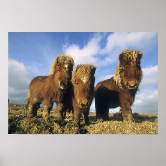 Shetland Pony, vasteland Shetland-eilanden, Poster (Voorkant)