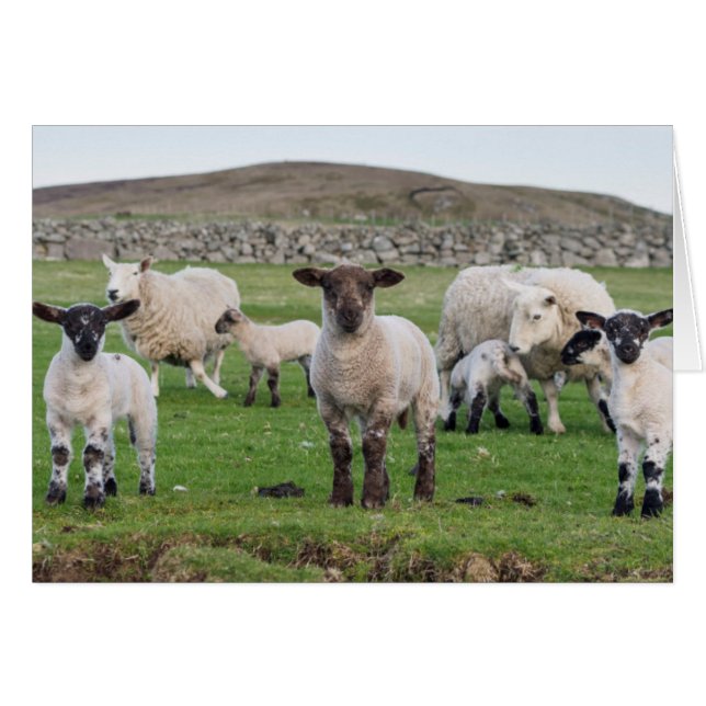 Shetland schaap (Voorkant Horizontaal)