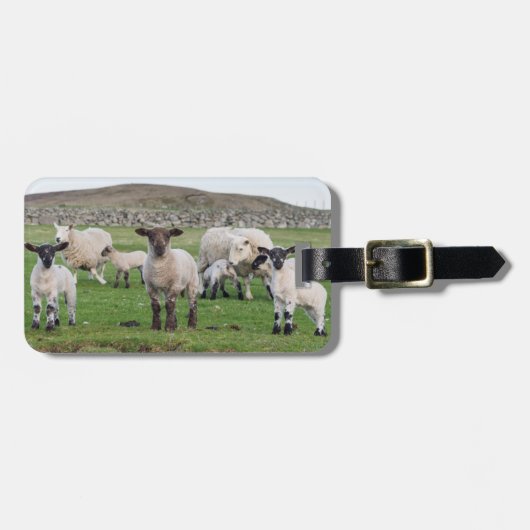 Shetland schaap bagagelabel (Voorkant horizontaal)
