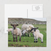Shetland schaap briefkaart (Voorkant / Achterkant)