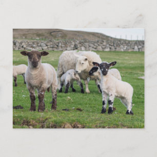 Shetland schaap briefkaart