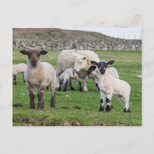 Shetland schaap briefkaart (Voorkant)