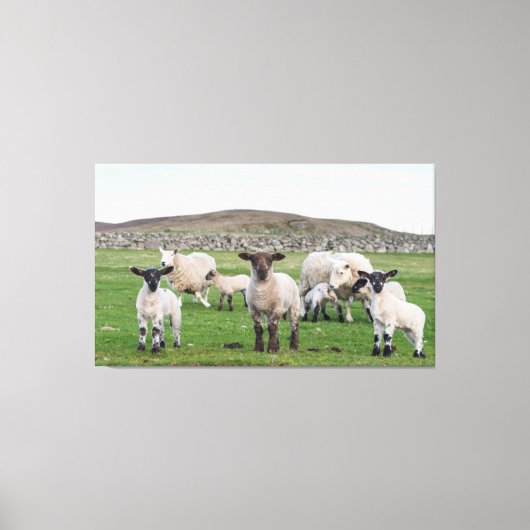 Shetland schaap canvas afdruk (Voorkant)