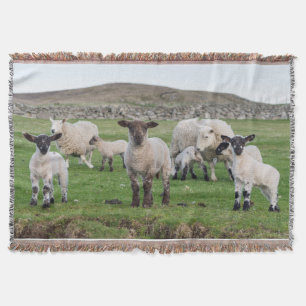 Shetland schaap deken
