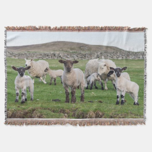 Shetland schaap deken (Voorkant)