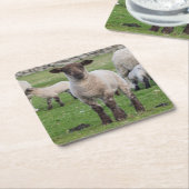 Shetland schaap kartonnen onderzetters (Schuin)