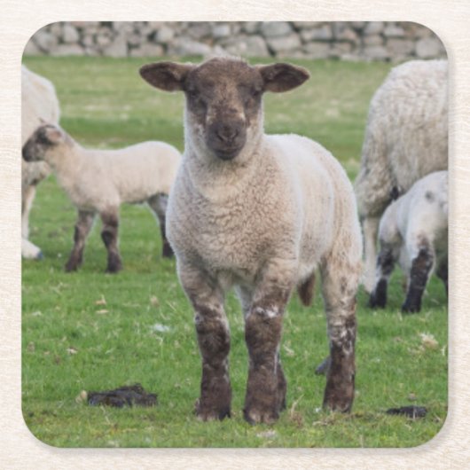 Shetland schaap kartonnen onderzetters (Voorkant)