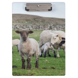 Shetland schaap klembord