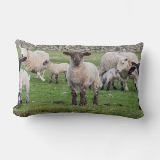 Shetland schaap kussen (Voorkant)