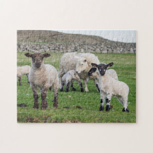 Shetland schaap legpuzzel