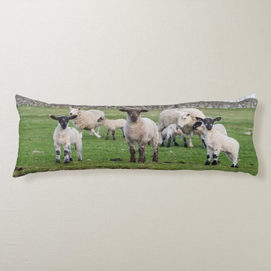 Shetland schaap lichaamskussen (Voorkant)