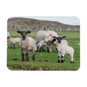 Shetland schaap magneet