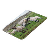 Shetland schaap magneet (Linkerzijde)