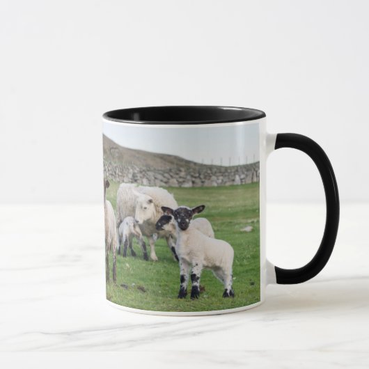 Shetland schaap mok (Rechts)