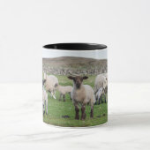 Shetland schaap mok (Midden)