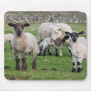 Shetland schaap muismat
