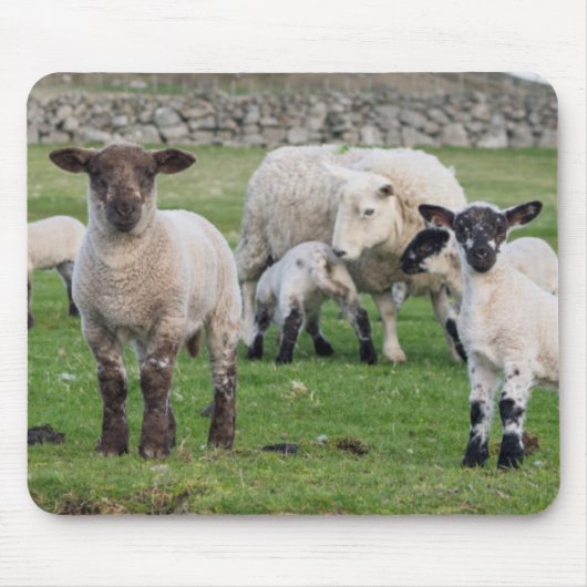 Shetland schaap muismat (Voorkant)