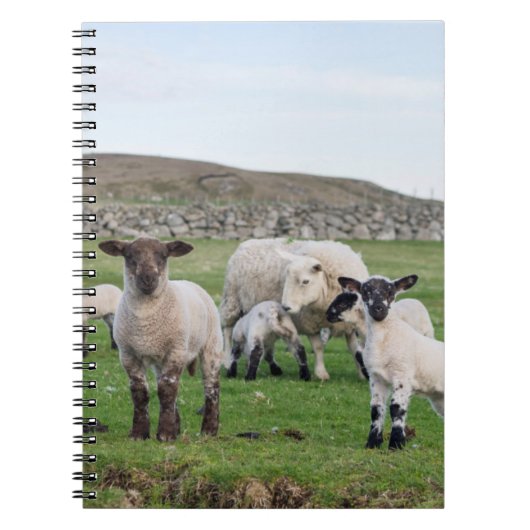 Shetland schaap notitieboek (Voorkant)