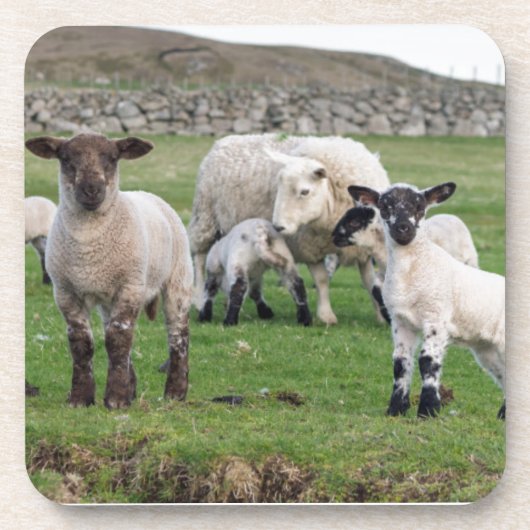 Shetland schaap onderzetter (Voorkant)