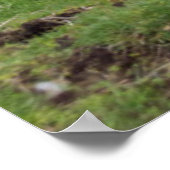 Shetland schaap poster (Hoek)
