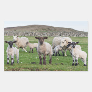 Shetland schaap rechthoekige sticker