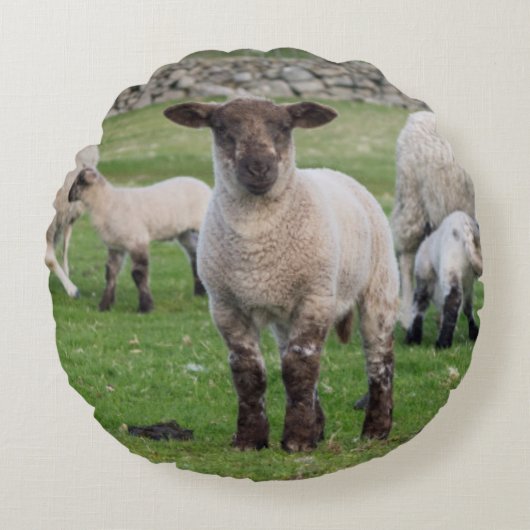 Shetland schaap rond kussen (Voorkant)