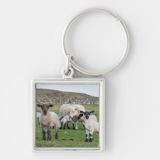 Shetland schaap sleutelhanger (Voorkant)