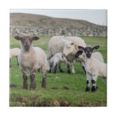 Shetland schaap tegeltje (Voorkant)