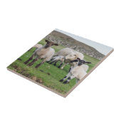Shetland schaap tegeltje (Zijkant)