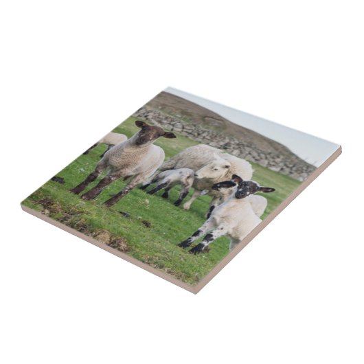 Shetland schaap tegeltje (Zijkant)