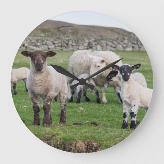 Shetland Sheep 5 Grote Klok (Voorkant)