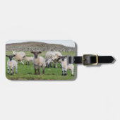 Shetland Sheep Bagagelabel (Voorkant horizontaal)
