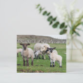 Shetland Sheep Briefkaart (Staand voorkant)