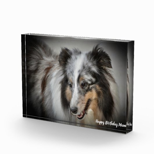 Shetland Sheep Dog Fotoblokken (Rechts)