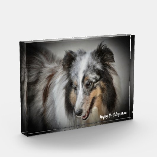 Shetland Sheep Dog Fotoblokken (Links)