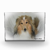 Shetland Sheep Dog. Fotoblokken (Voorkant)