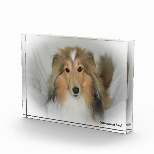 Shetland Sheep Dog. Fotoblokken (Rechts)