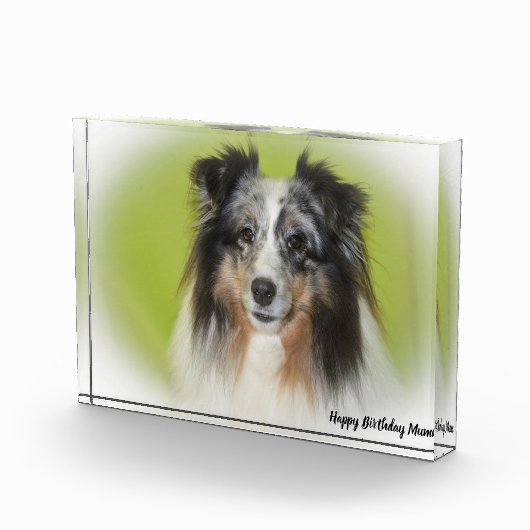 Shetland Sheep Dog Fotoblokken (Rechts)
