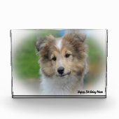 Shetland Sheep Dog Fotoblokken (Voorkant)