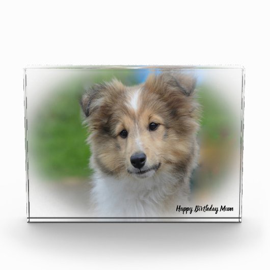 Shetland Sheep Dog Fotoblokken (Voorkant)
