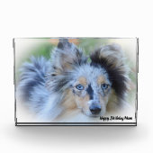 Shetland Sheep Dog Fotoblokken (Voorkant)