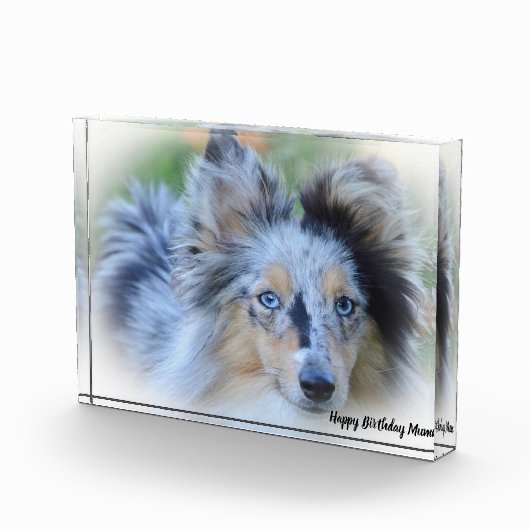 Shetland Sheep Dog Fotoblokken (Rechts)